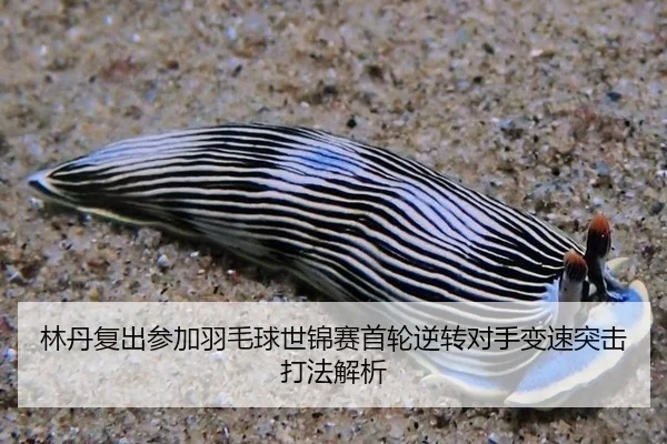 lin-dan-fu-chu-can-jia-yu-mao-qiu-shi-jin-sai-shou-lun-ni-zhuan-dui-shou-bian-su-tu-ji-da-fa-jie-xi-2-330.jpg